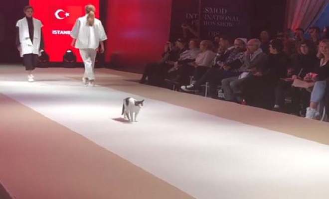 Cat wows audience at Esmod International Fashion Show