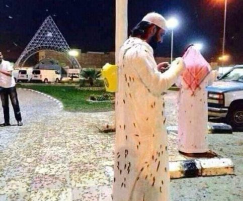 Plague of insects swarms Makkah