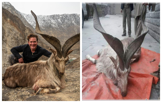 US hunter pays $110,000 to kill Pakistan's national animal Markhor - Oyeyeah