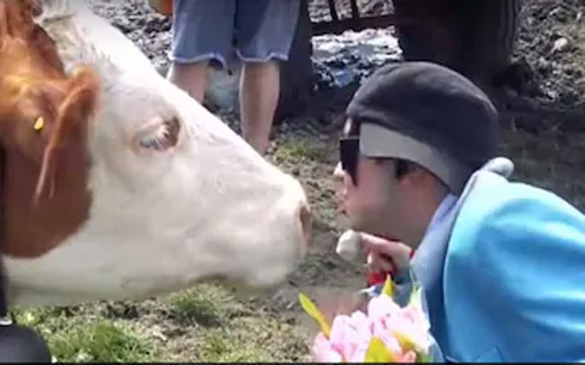 Cow Kissing Challenge: Austrian government warns online activity