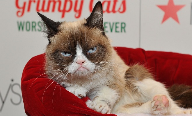 Viral internet sensation, Grumpy Cat, passes away