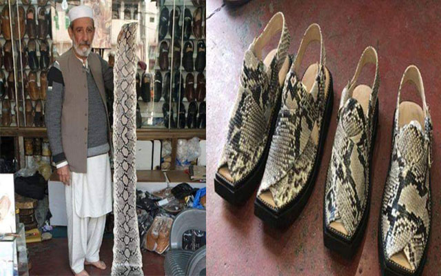 Peshawar Shoemaker pays Rs 50,000 fine for making python leather shoes