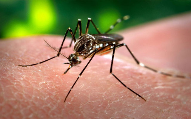 Dengue fever outbreak; Above 200 Chinese workers diagnosed with the virus in Karachi