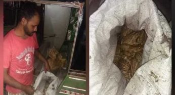Lahoris being served frog meat? No the story unfolds to be only a speculation