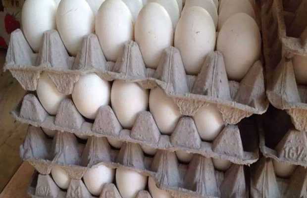Plastic-eggs_620x400