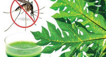 Use papaya leaves to fight dengue
