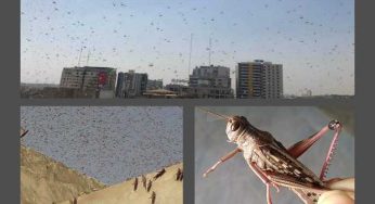 Locust swarm metropolis, leaving Karachites in frenzy