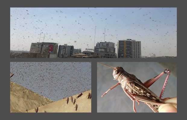 Locust swarm metropolis, leaving Karachites in frenzy