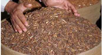 Chilgoza Heist! Pine nuts worth over Rs12 million stolen in North Waziristan