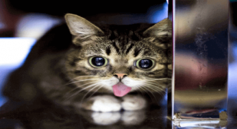 Instagram’s beloved cat Lil Bub is dead