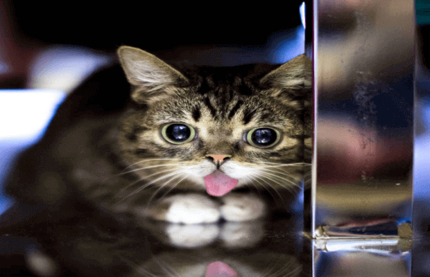 Instagram’s Beloved Cat Lil Bub