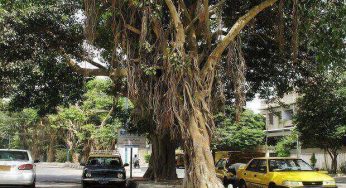 Karachi: Banyan trees declared protected heritage