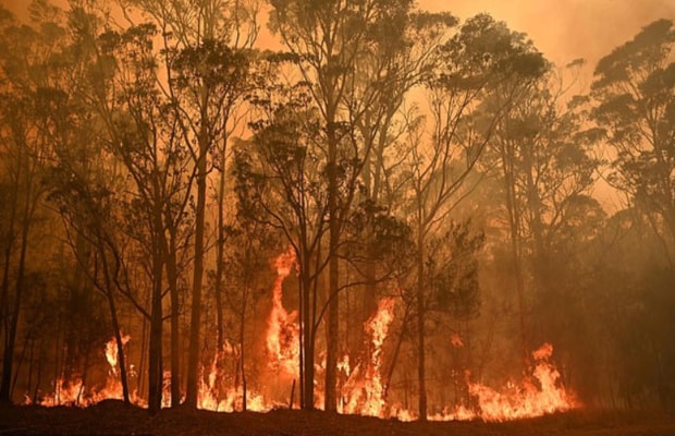 Australia Wildfire Fundraiser