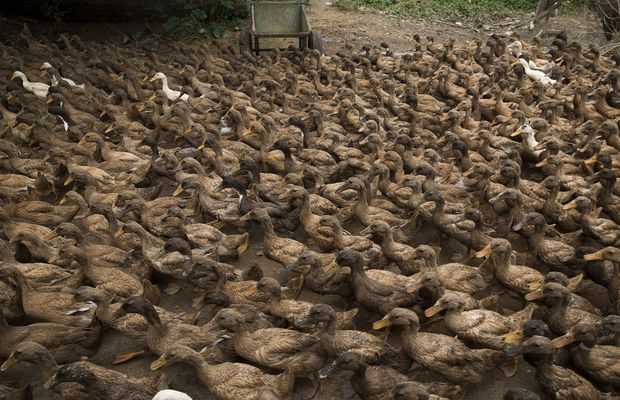 China can not send duck army to tackle locusts in Pakistan, expert