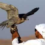 Saudi Prince Granted Permit to Export 50 Rare Falcons from Pakistan