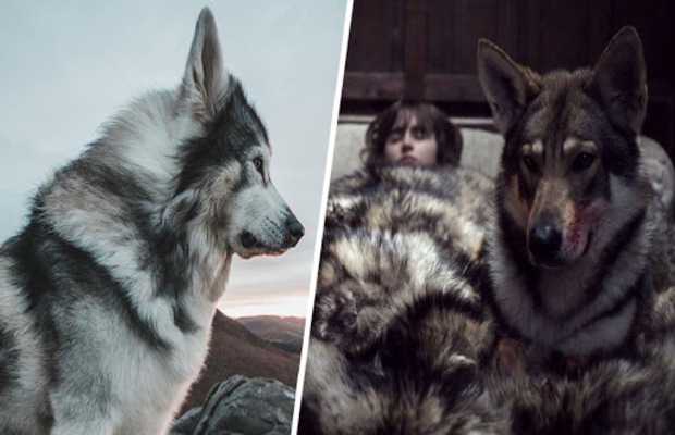 Game of Thrones Bran Stark’s Dire Wolf Dies of Cancer