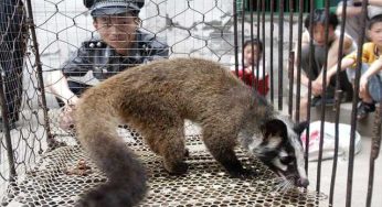 Beijing bans eating, trading wild animals under new regulations