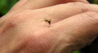 Can coronavirus also spread through a mosquito bite?