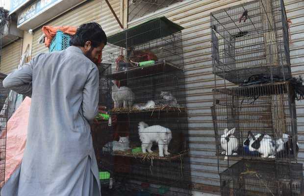 Hundreds of Caged Animals in Pet Shops Die Amid Coronavirus lockdown