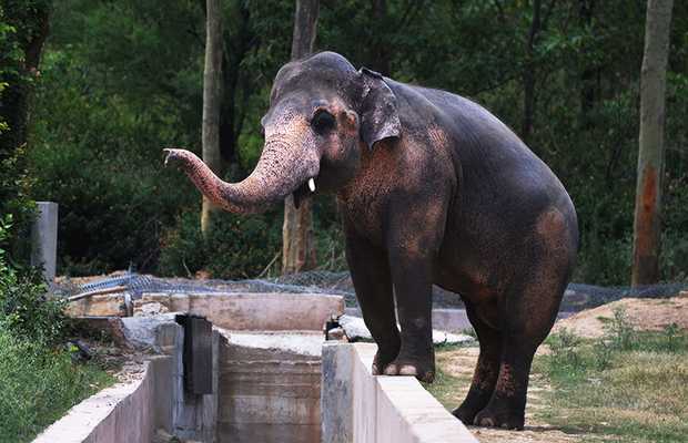 Cher Rejoices Elephant Kavaan