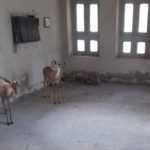 Three suspects arrested, police foil attempt to smuggle 18 deer in Sindh