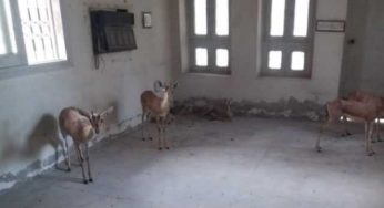 Three suspects arrested, police foil attempt to smuggle 18 deer in Sindh