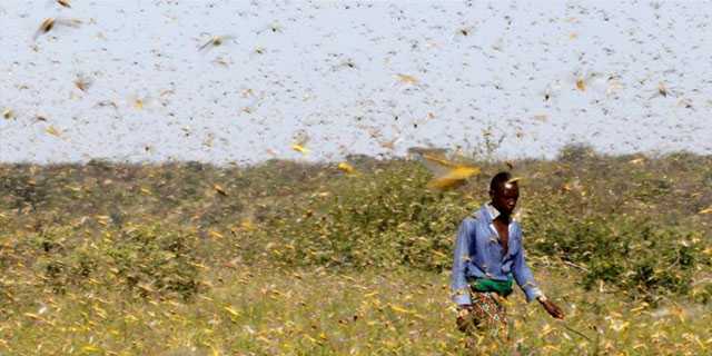 Swarms of locusts attack mango, cotton crops in Sindh, Southern Punjab