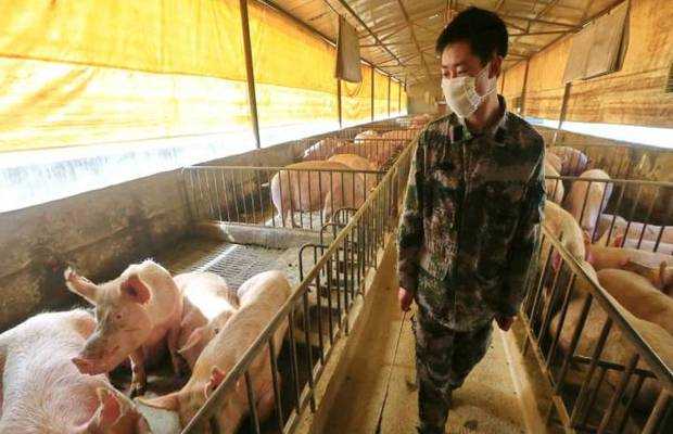 new strain of swine flu in china
