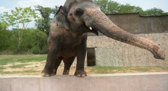 Kavaan Elephant Will Be Sent to Sanctuary by the End of September