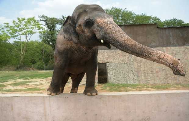 Kavaan Elephant Sanctuary