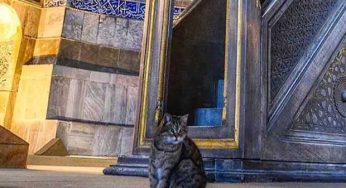 Gli, the famous cat living in Hagia Sophia won’t leave her home