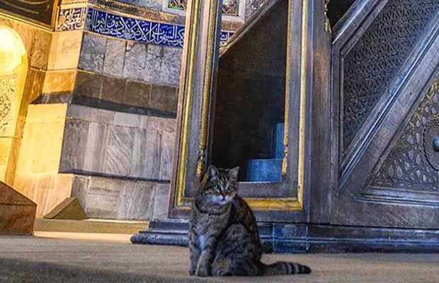 cat living in Hagia Sophia