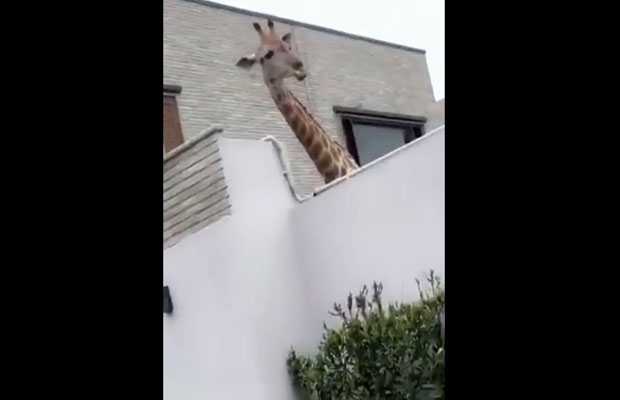 A Giraffe spotted in Karachi’s DHA has left netizens shocked