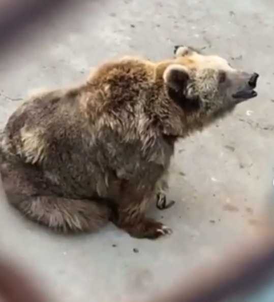 bear in Karachi Zoo