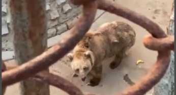 Ranoo Bear Gets Rescued as Court Orders Karachi Zoo to Take Immediate Action