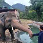 Kaavan, the lone elephant of Islamabad Zoo, gets a farewell party