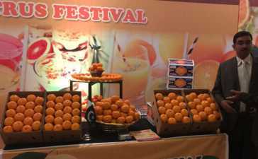 citrus festival