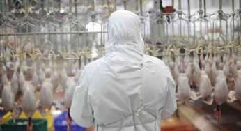 France bans the halal slaughter of poultry