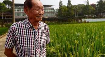 Chinese scientist Yuan Longping, regarded as China’s “father of hybrid rice,” died at 91