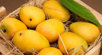 FO rubbishes ‘misleading’ reports of Pakistani mangoes gifted to foreign dignitaries