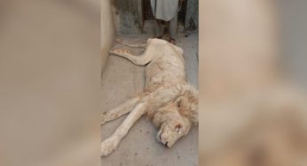 Rare white lion at Karachi Zoo dies