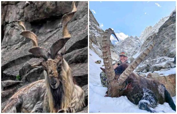 Trophy hunting season has arrived in Gilgit-Baltistan