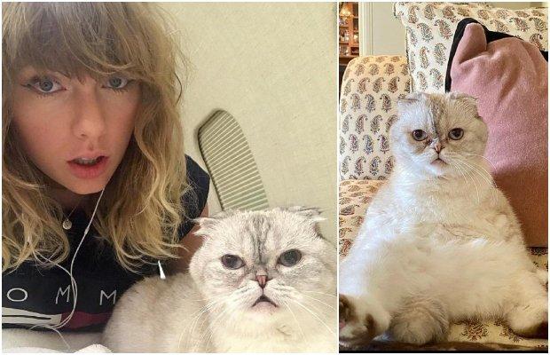 Taylor Swift‘s cat has become the third wealthiest pet in the world!
