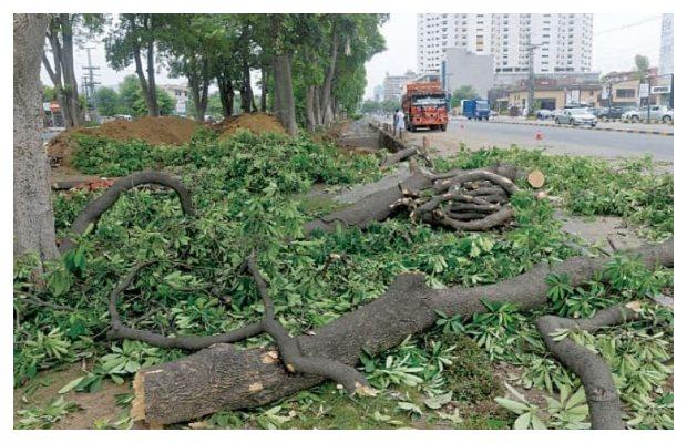 LHC imposes a ban on chopping of trees in Lahore