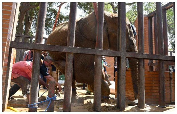 Noor Jehan, the ailing elephant, examined by the international vets at Karachi Zoo