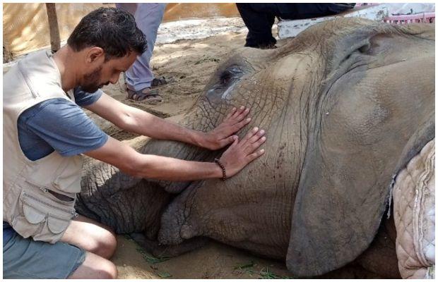 Noor Jehan, the ailing elephant of Karachi Zoo, is no more!