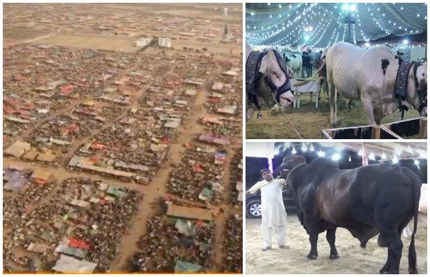 Karachi’s Cattle Market generates Rs8bn revenue on Eid ul Azha