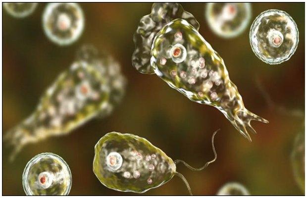 Lahore reports the first case of Naegleria