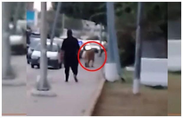 The lion strolling on Karachi’s Shahrah e Faisal successfully captured with no harm reported