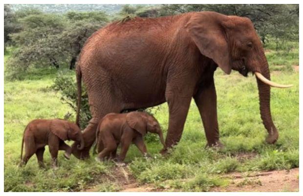 Elephant in Kenya gives birth to twins, the rarest event for the planet’s largest land mammals